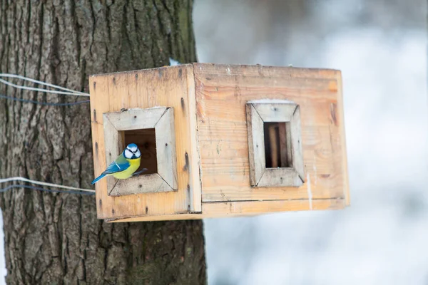 Vogelfutterhäuschen. Baumhaus für die Vögel. Vogelfutterhäuschen im Winter — Stockfoto