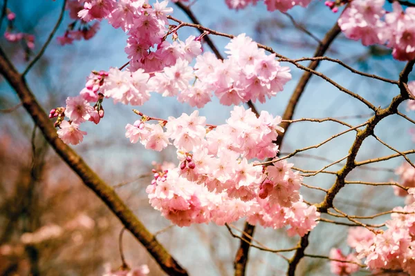Fondo ancho azul y rosa con flores de cerezo. primavera rosa —  Fotos de Stock