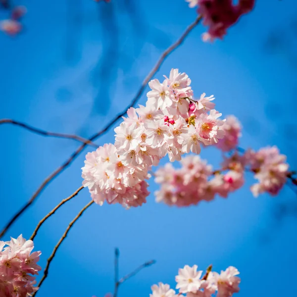 Sakura virág a természet háttér. rózsaszín tavaszi virág háttérb — Stock Fotó