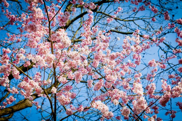 Sakura bloem op de achtergrond van de natuur. roze lente bloesem CHTERGRO — Stockfoto