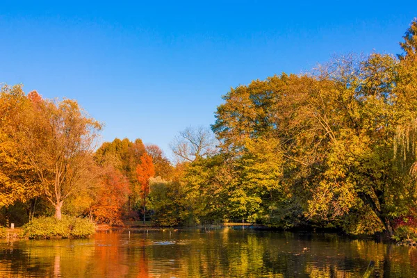 Осенний лесной пейзаж. Золотой осенний пейзаж. Осень. Падение. Осенний парк. Осенние деревья и листья — стоковое фото
