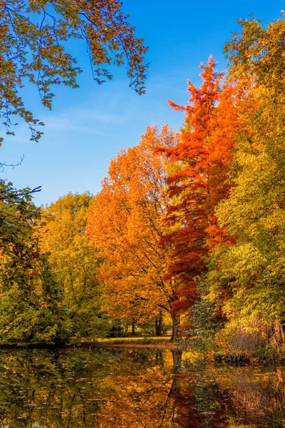 Paisaje del bosque de otoño. Paisaje dorado de otoño. Otoño. Caída. Parque de Otoño. Árboles y hojas de otoño — Foto de Stock