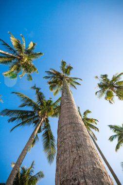 mavi gökyüzünde güzel palmiye ağaçları. Hindistan cevizi palmiye ağaçları. Palm tre