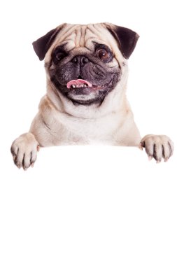 boş billboard Pug köpek. köpek afiş veya işareti yukarıda. Pug köpek 