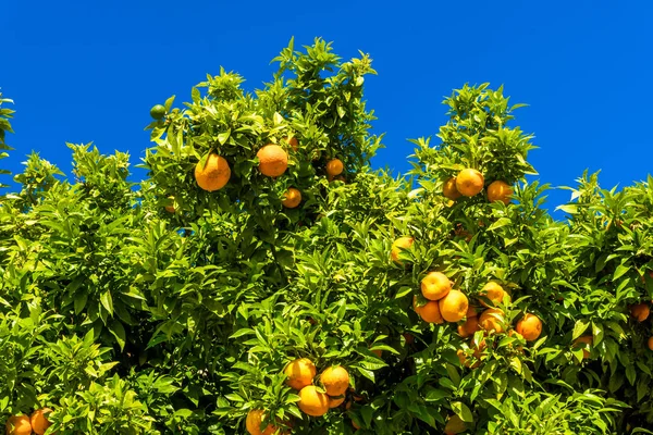 Mandaryn drzewa. Pomarańczy na drzewo cytrusowe. klementynki dojrzewania — Zdjęcie stockowe