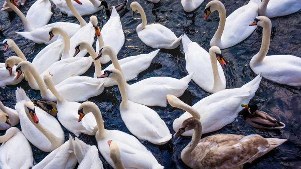 Hvide Svaner. svaner på en sø. Gruppe af svaner - Stock-foto