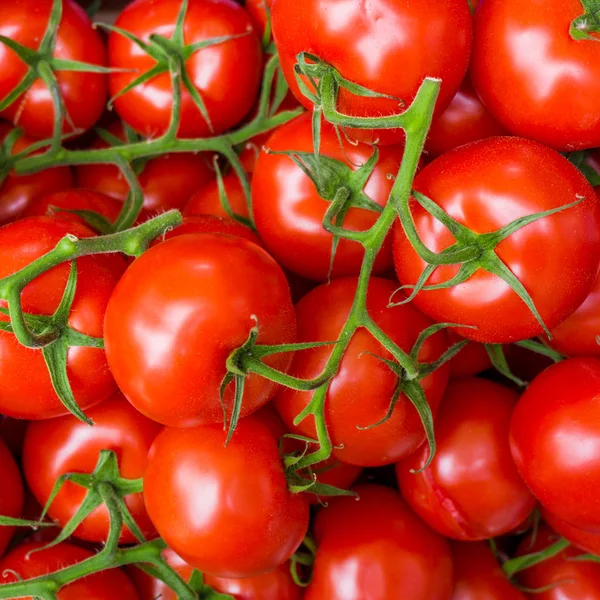 Κόκκινο φόντο ντομάτες. Ομάδα τοματών — Φωτογραφία Αρχείου