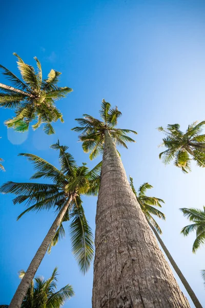 Ładne palmy w błękitne niebo. Palmy kokosowe. Palm tre — Zdjęcie stockowe