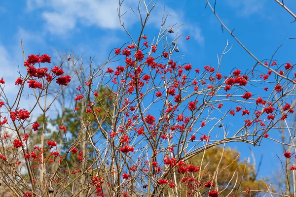 Viburnum (viburnum opulus) berries with its leaves outdoor in wi — Stock Photo, Image