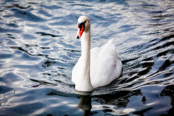 Vit svan på sjön. Swan på vatten. Knölsvan — Stockfoto