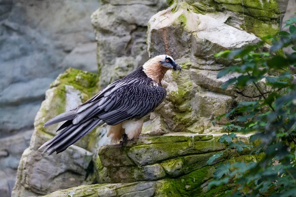 Bearded vulture (Gypaetus barbatus) .  Lammergeier or Bearded Vu — Stock Photo, Image