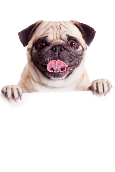 Pug Dog con cartellone bianco. Cane sopra striscione o segno. Cane da carlino — Foto Stock