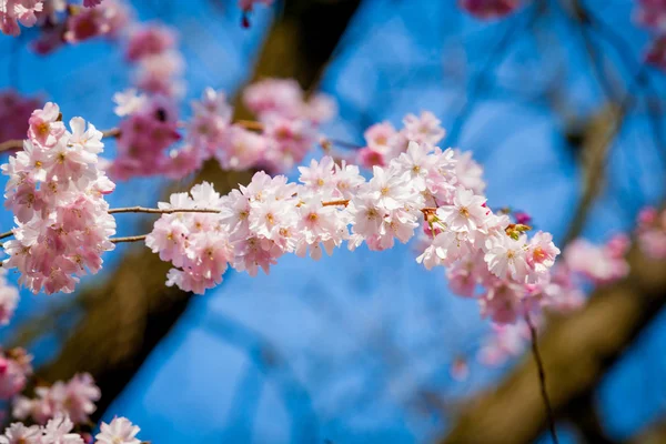 Sakura virág a természet háttér. rózsaszín tavaszi virág háttérb — Stock Fotó