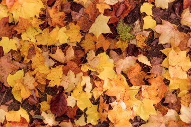 Sonbahar yaprakları arka plan. Renkli sonbahar