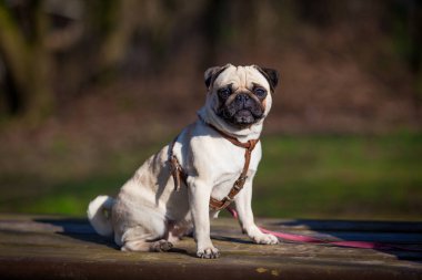 Pug köpek. köpek portre