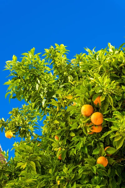 Tangerine träd. Apelsiner på en citrus träd. klementiner mognad — Stockfoto