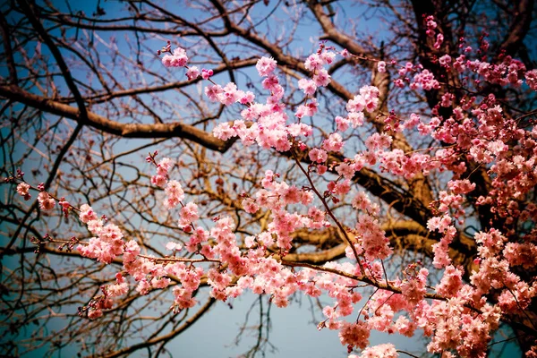 Blue and pink wide background with cherry blossoms. pink spring — Stock Photo, Image