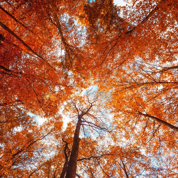 美丽的秋天的树林。秋天的风景。在秋天的公园 — 图库照片
