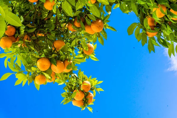 Tangerine träd. Apelsiner på en citrus träd. klementiner mognad — Stockfoto