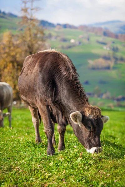 Krowa na soczystej zieleni. Krowy na zielonym polu. Szwajcarski krowa — Zdjęcie stockowe