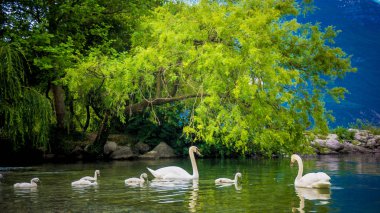 Mute Swan. Güzel genç kuğular gölde