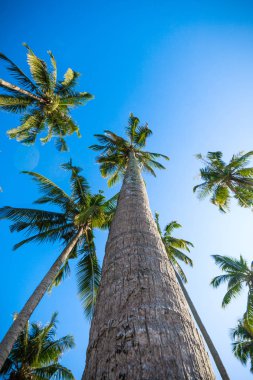 mavi gökyüzünde güzel palmiye ağaçları. Hindistan cevizi palmiye ağaçları. Palm tre