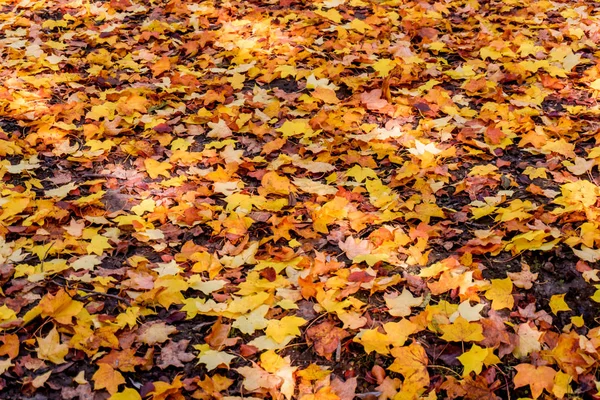 Με φόντο φθινοπωρινά φύλλα. Πολύχρωμο φθινόπωρο — Φωτογραφία Αρχείου