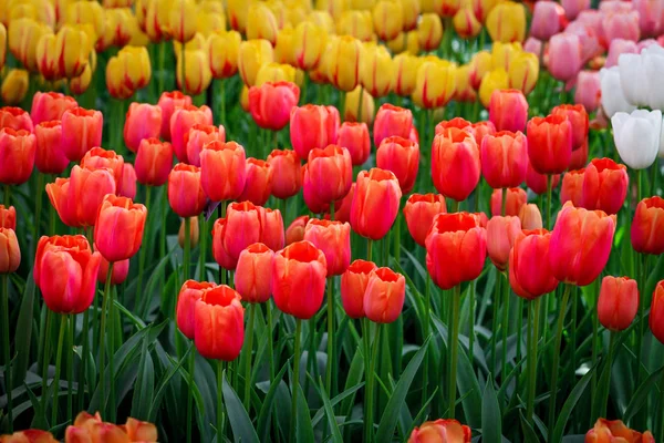 Virágok háttér. szép kerti virágok — Stock Fotó