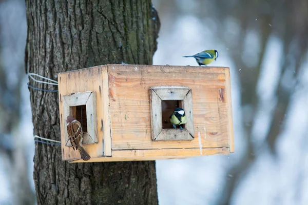 Kuş besleme. ağaç evi kuşlar için. Kuş besleme yuvasına kış p — Stok fotoğraf