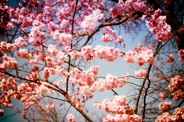 Niebieski i różowy szerokie tło z wiśniowych. różowy wiosna — Zdjęcie stockowe