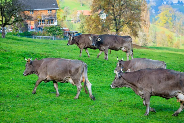Kor i ett gräsbevuxna fält. Besättningen av kor. Kor på fältet — Stockfoto
