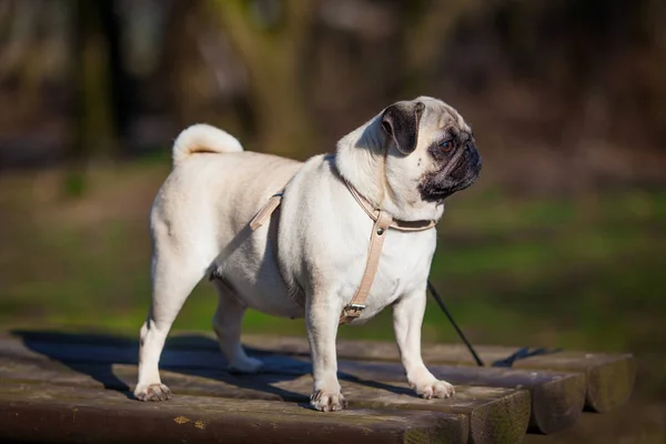 Mops hunden. hund porträtt — Stockfoto