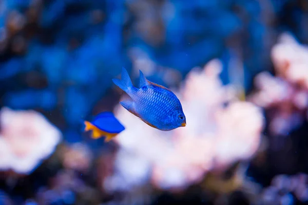 熱帯の海は水中サンゴ礁と魚。美しい争う — ストック写真