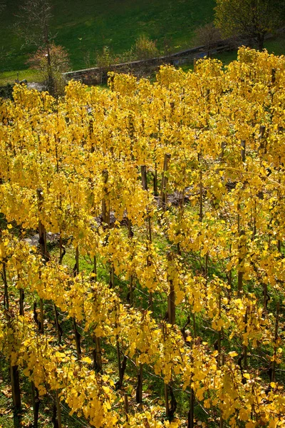 Vineyard on autumn season. Grape field — Stock Photo, Image