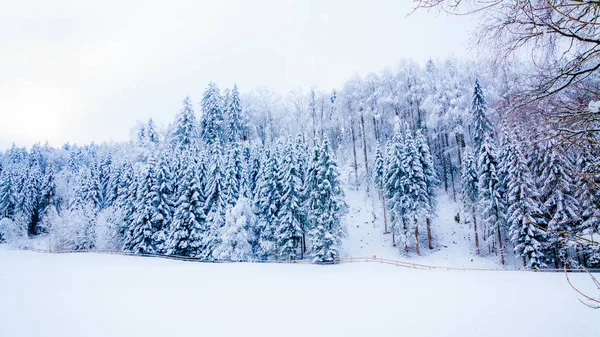 冬季冰雪覆盖树。冬天的美丽景观。冬天坝 — 图库照片