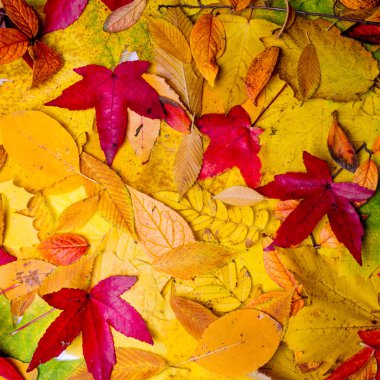 Sonbahar yaprakları arka plan. Yaprak akçaağaç ağaç