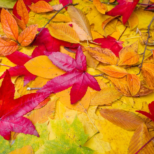 Autumn Leaves Background. Hojas de arce árbol — Foto de Stock