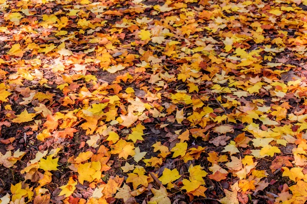 Der Herbst hinterlässt Spuren. Bunter Herbst — Stockfoto