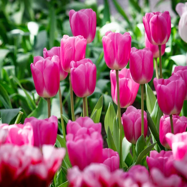 Blommor bakgrund. vacker trädgård blommor — Stockfoto