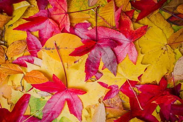 Der Herbst hinterlässt Spuren. Herbstlaub — Stockfoto