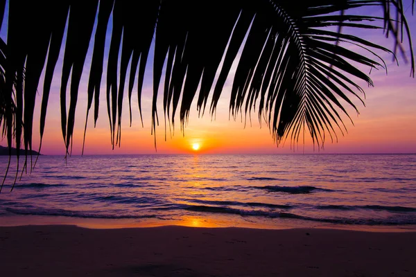 Західний пейзаж. пляжний захід сонця. силует пальми на заході сонця — стокове фото
