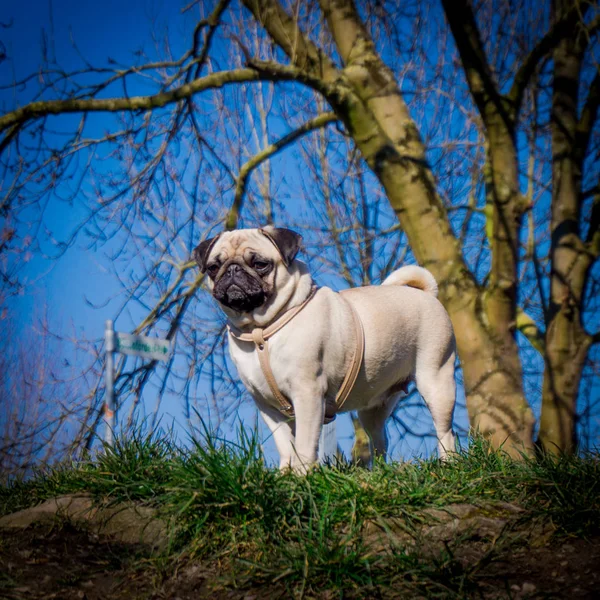 Mops hunden. hund porträtt — Stockfoto