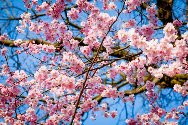 Sakura bloem op de achtergrond van de natuur. roze lente bloesem CHTERGRO — Stockfoto