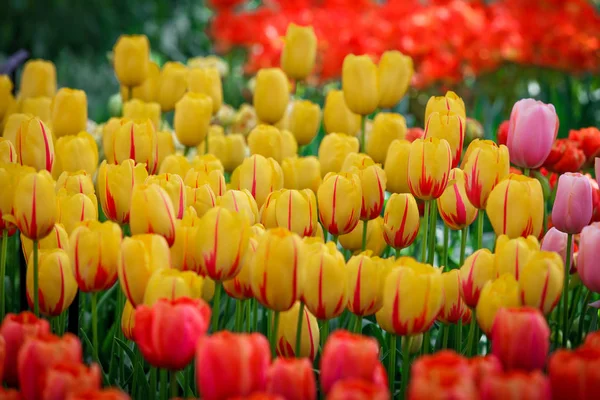 Тюльпан. барвисті тюльпани. тюльпани навесні, барвисті тюльпани — стокове фото