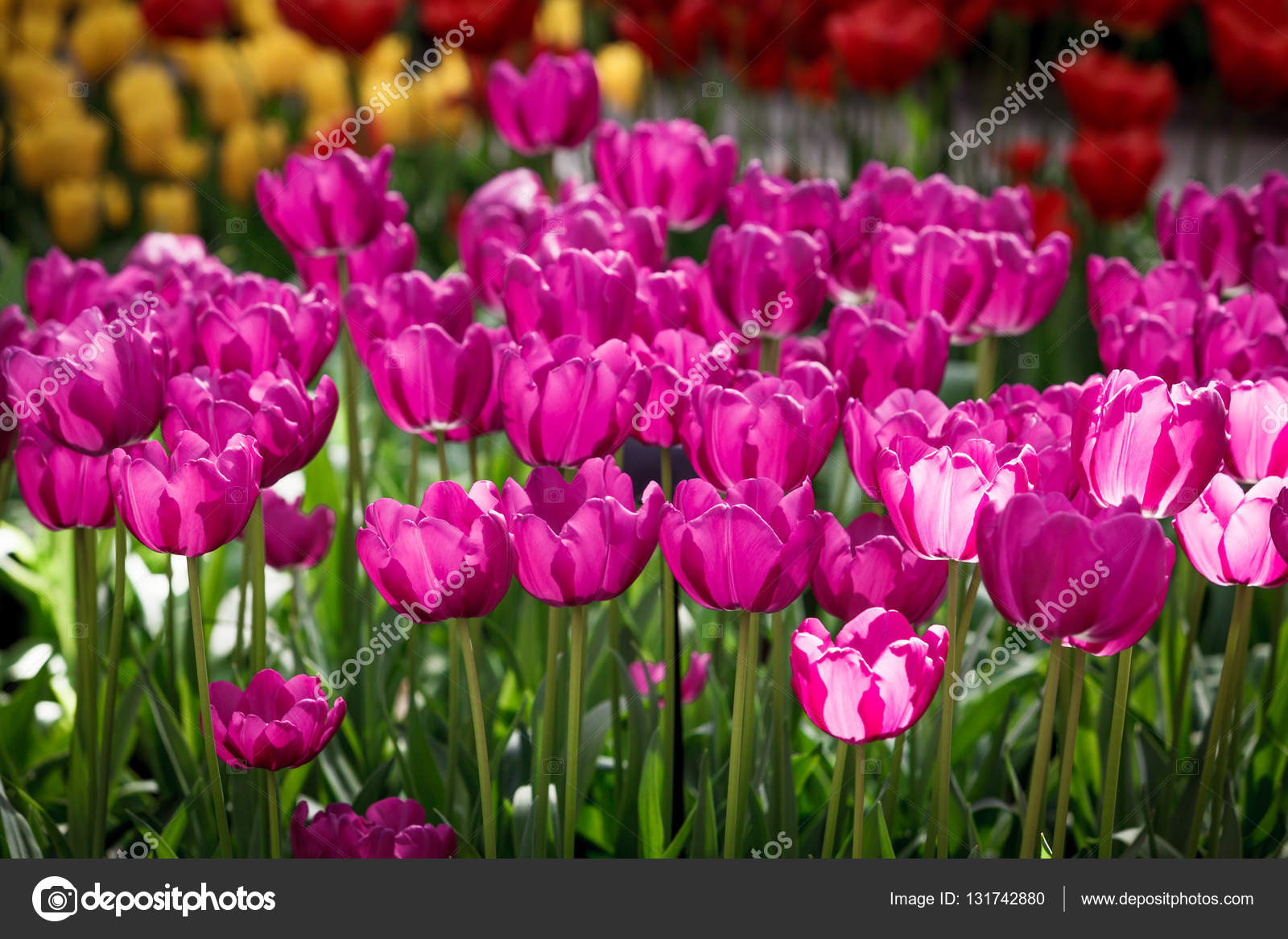 Tulipa. tulipas coloridas. tulipas na primavera, tulipa colorida fotos,  imagens de © ewastudio #131742880