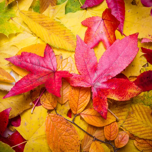 La caída deja el fondo. hojas de otoño — Foto de Stock