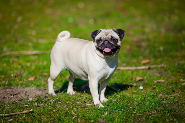 Mops hunden. hund porträtt — Stockfoto