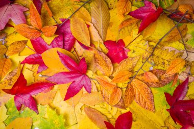 Sonbahar arka plan bırakır. sonbahar yaprakları