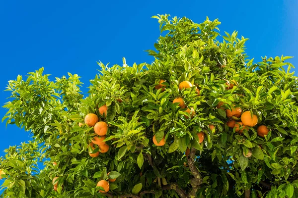 Árbol de mandarina. Naranjas en un árbol de cítricos. clementinas maduración —  Fotos de Stock