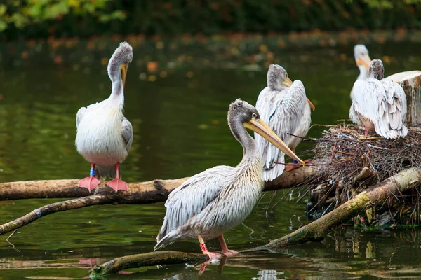 Witte pelikaan. groep van de pelikanen in de vijver — Stockfoto
